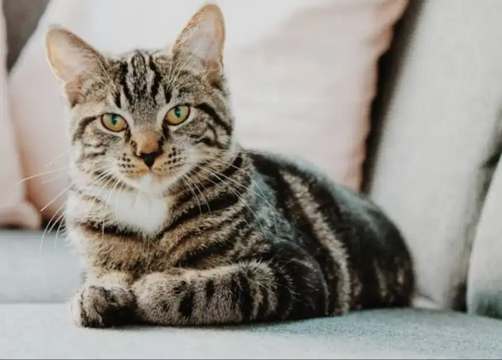 Dicari kucing baru dan sehat