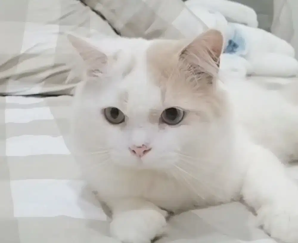 Baby sitter kucing
