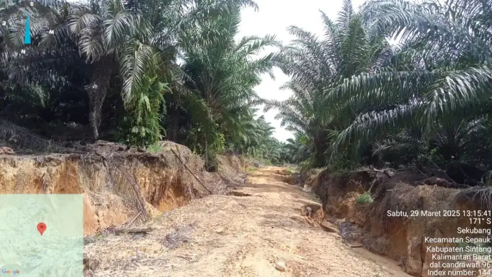 LOWANGAN PERKEBUNAN KELAPA SAWIT KALIMANTAN