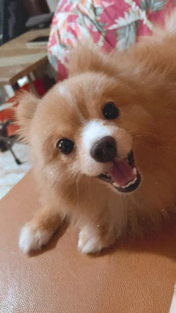 Groomer hewan berpengalaman
