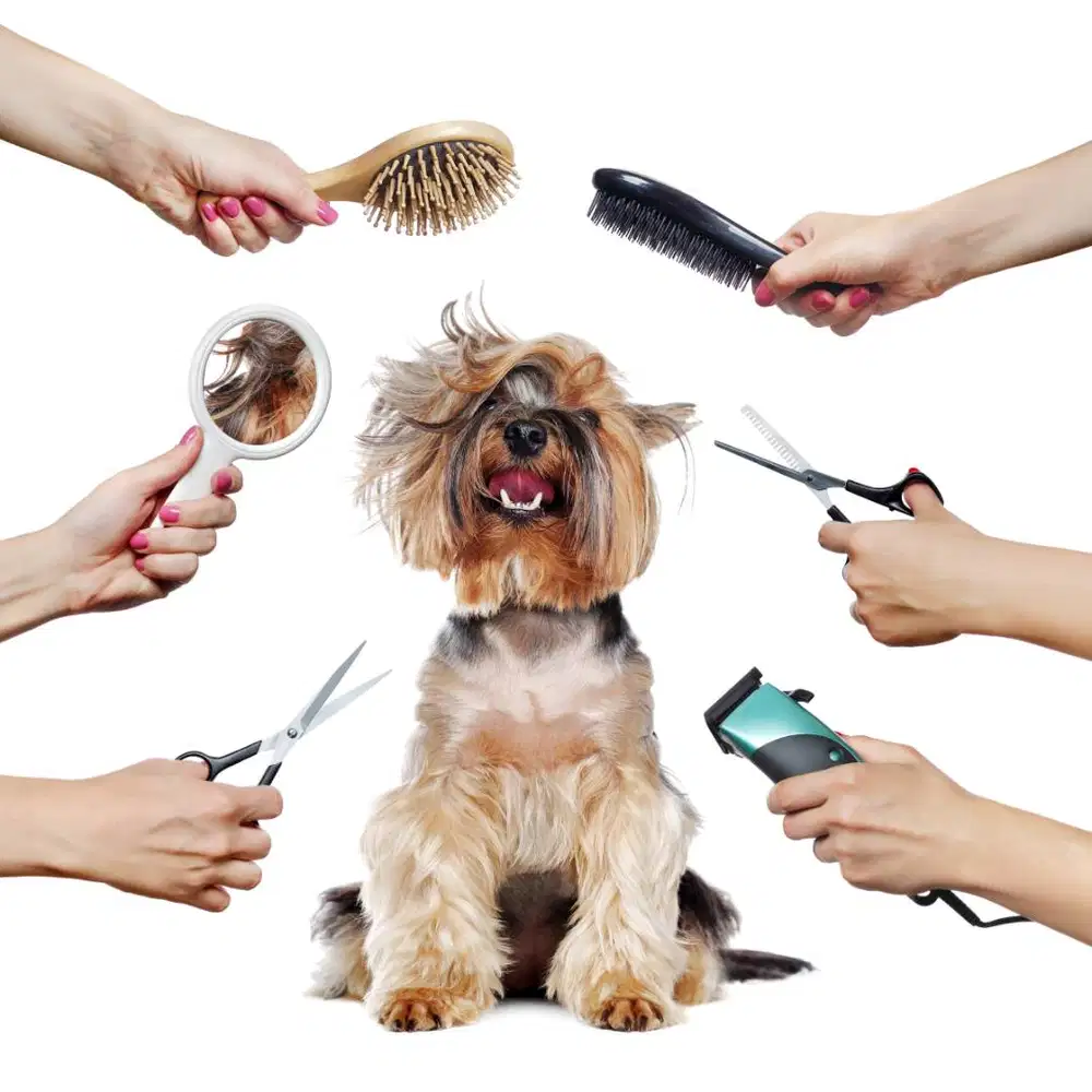 DI CARI GROOMER YANG BERPENGALAMAN UNTUK GROOMING MOBILE / KELILING