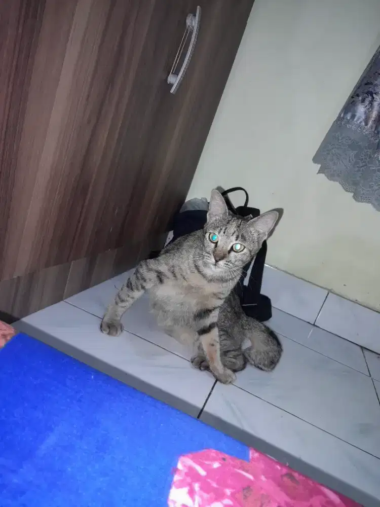DICARI DRIVER UNTUK PULANG PERGI YANG SERIUS.