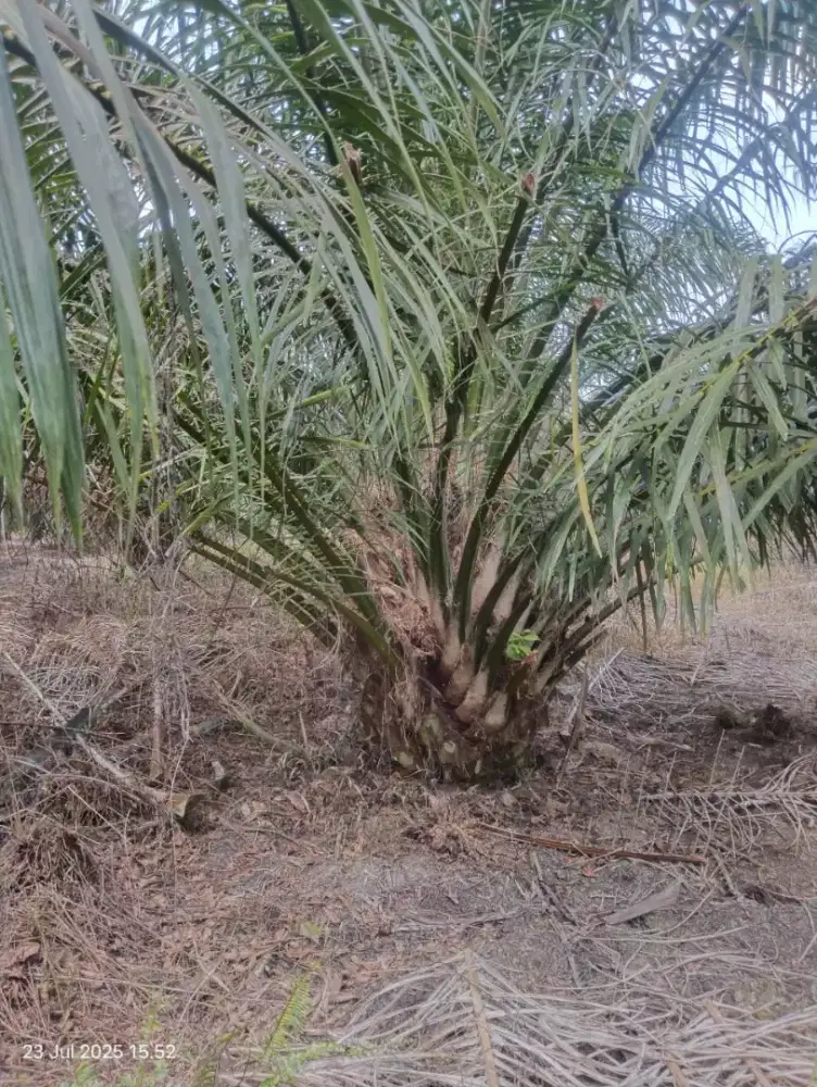 Lowongan tanpa ijaza