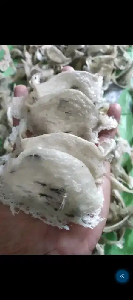 Lowongan pekerjaan walet