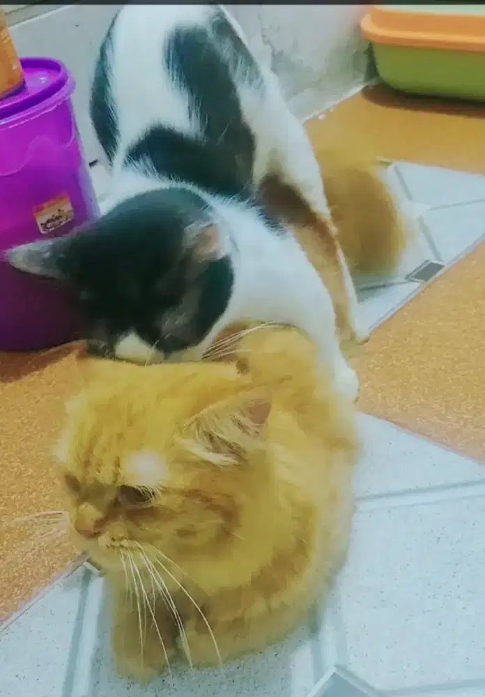 Jasa pacak kucing munchkin minuet