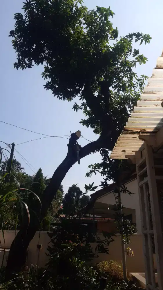 Jasa tebang pohon