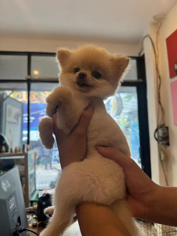 Groomer hewan berpengalaman