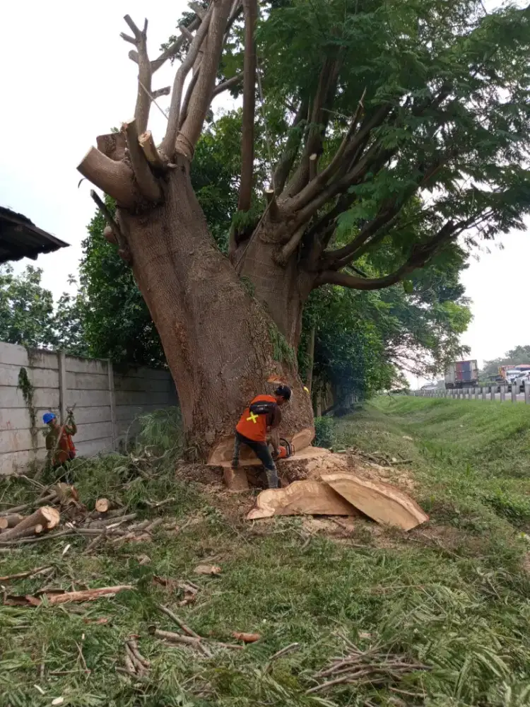 Jasa tebang pohon dan babat lahan