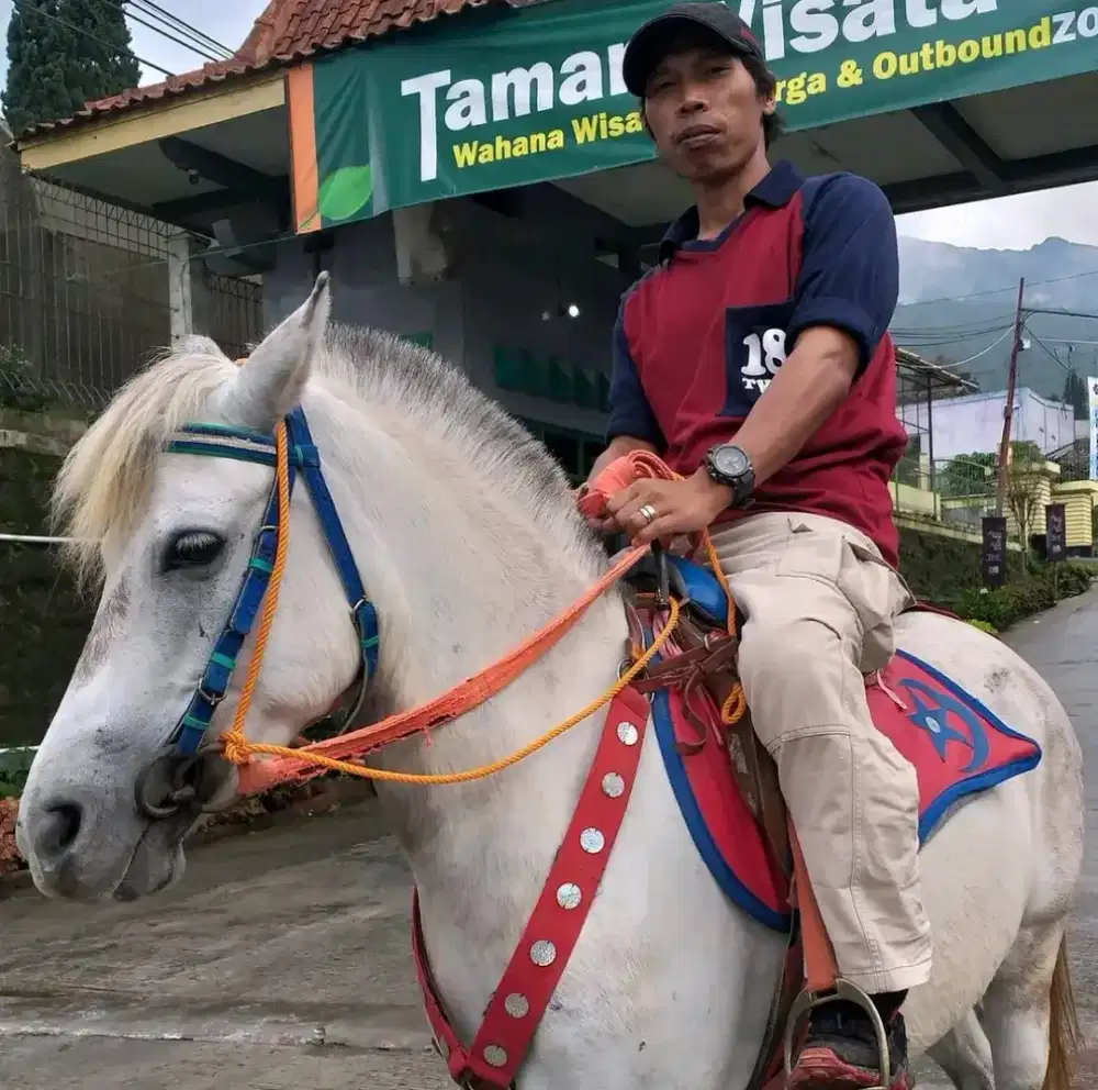 Perawat kuda...