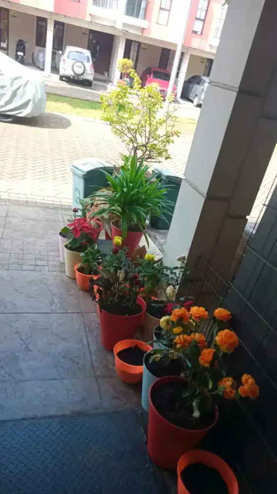 Perawat orang Tua