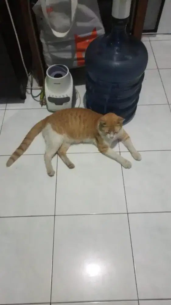 di cari ART menginap dan bisa mengurus kucing