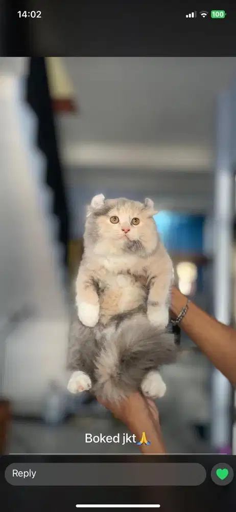Jasa cat sitter