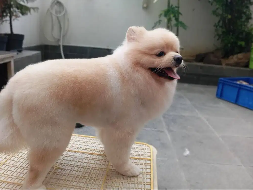 Groomer Keliling Jakarta dan Tangerang