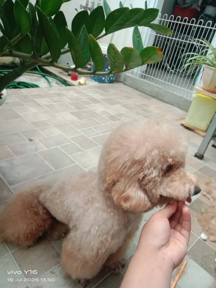 Dibutuhkan Groomer Styling Home Service