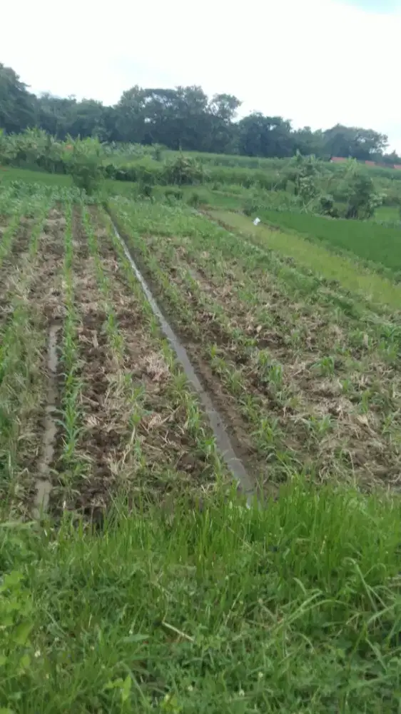 Anak Kebun Singkong