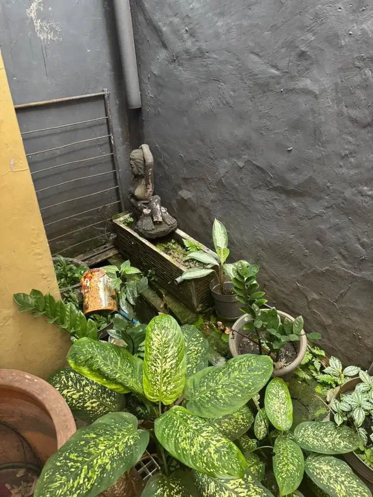DICARI ART SERABUTAN MOMONG