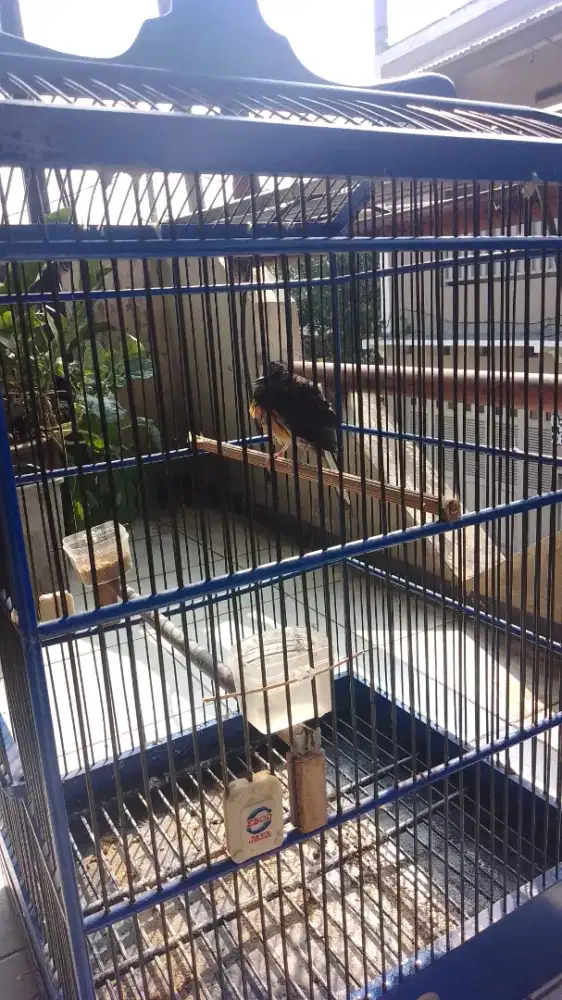 Jasa penitipan burung