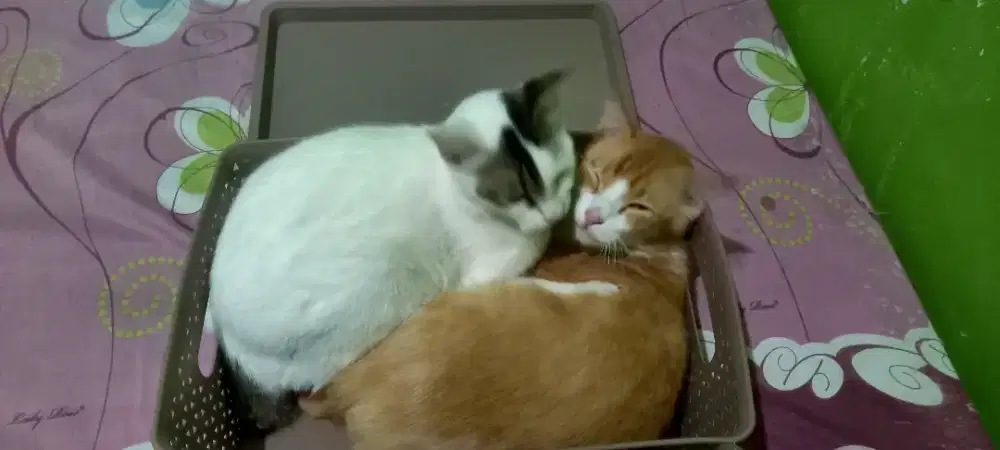 Mencari pekerjaan sebagai CatSitter