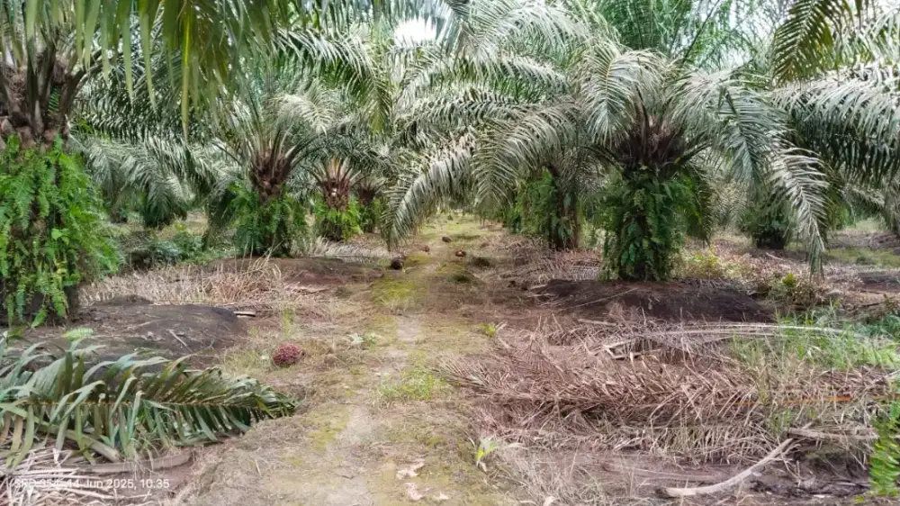 Perkebunan kelapa sawit