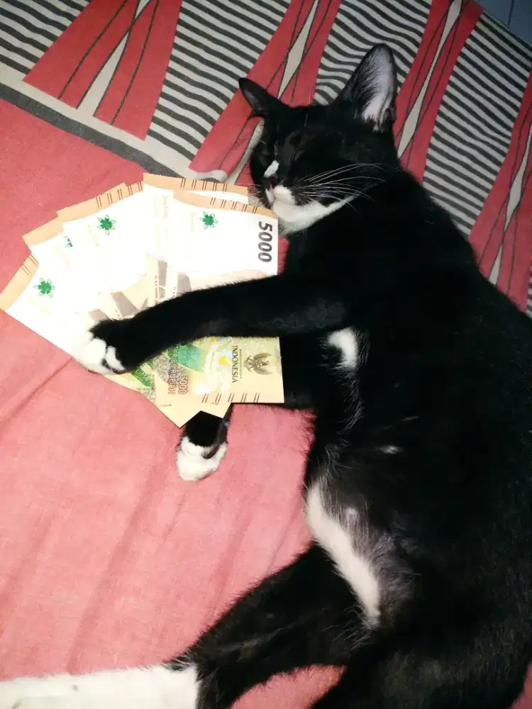Pet sitter, jaga hewan peliharaan