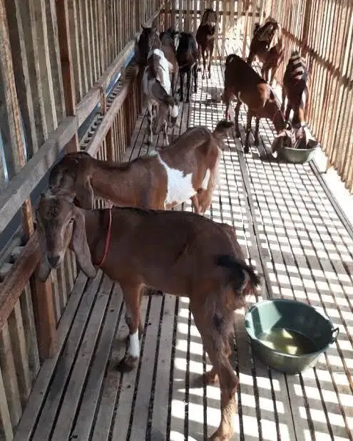 Lowongan kerja peternakan susu kambing
