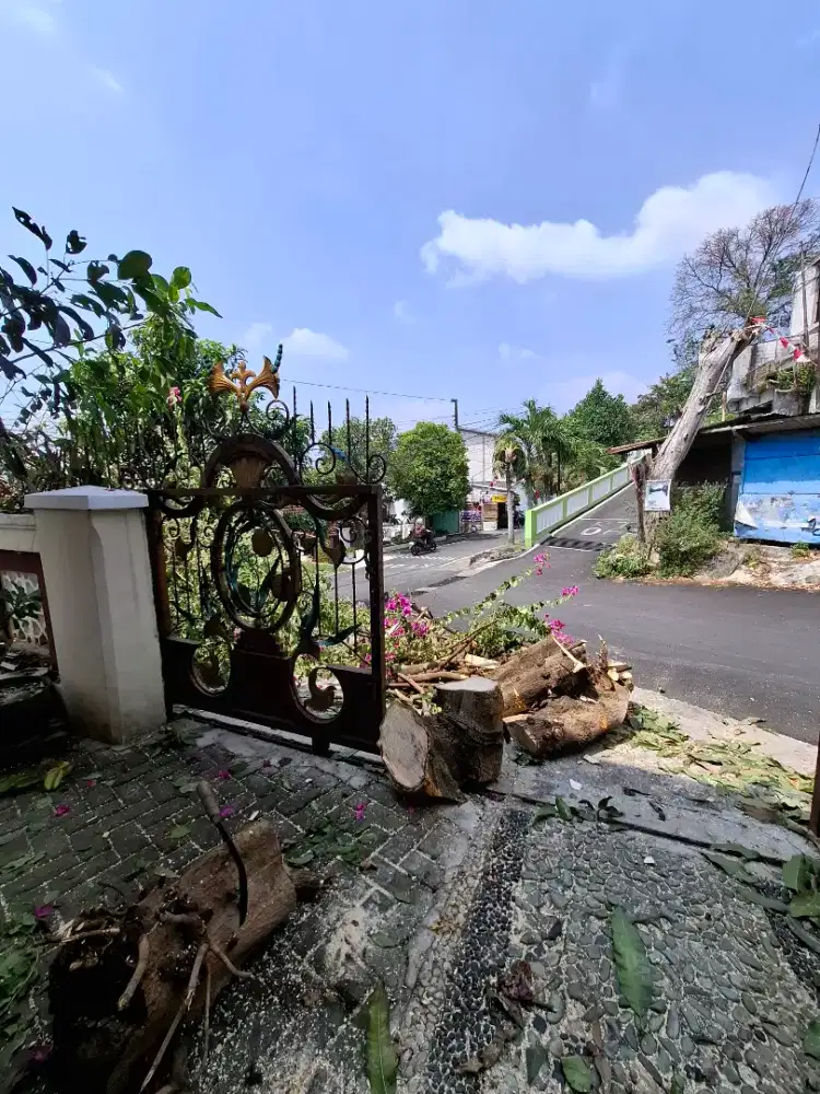 jasa tebang pohon semarang