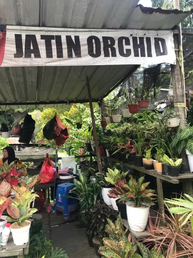 Jati Orchid