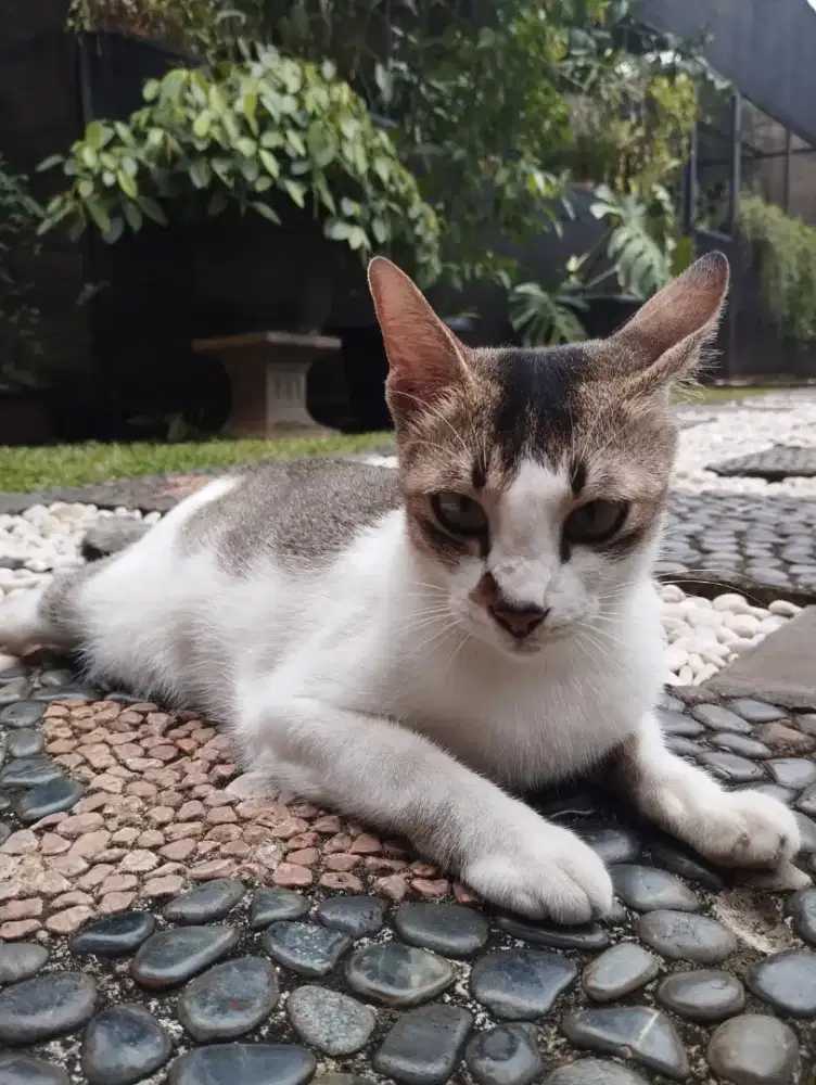 Novi