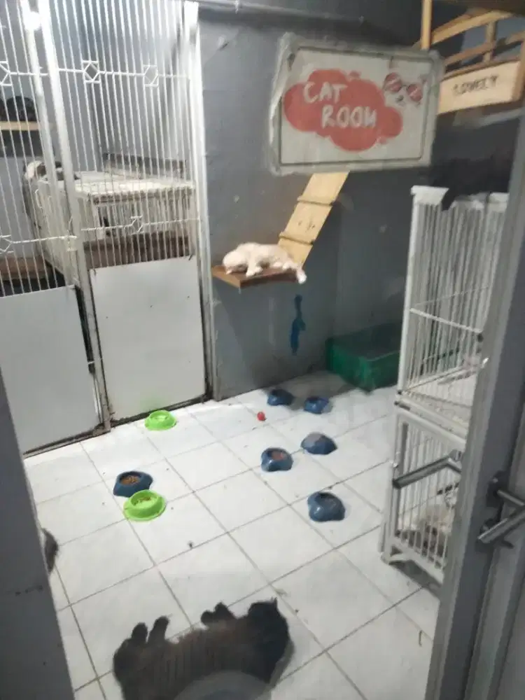 Dibutuhkan segera Catboy