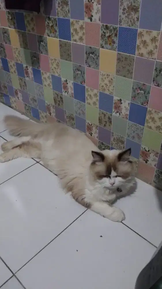 Di jual kucing peliharaan