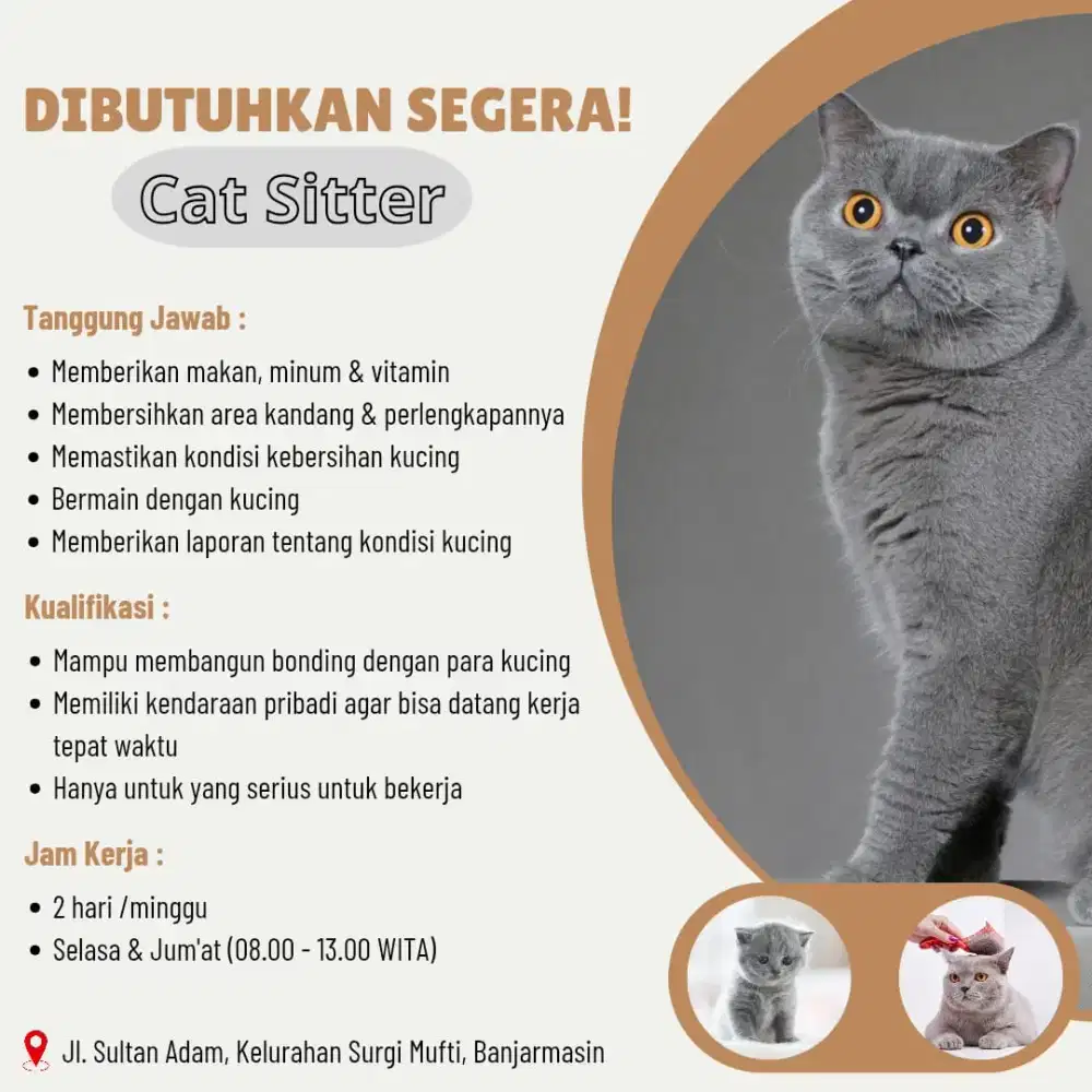 Bersih-Bersih Kucing