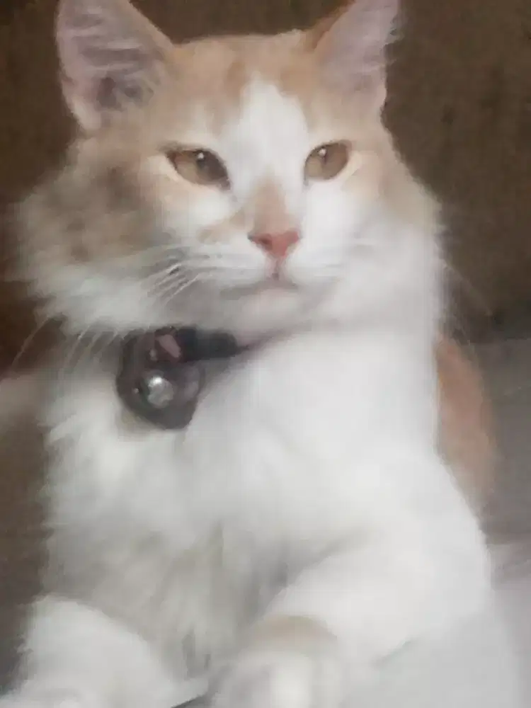 Mencari kucing hilang