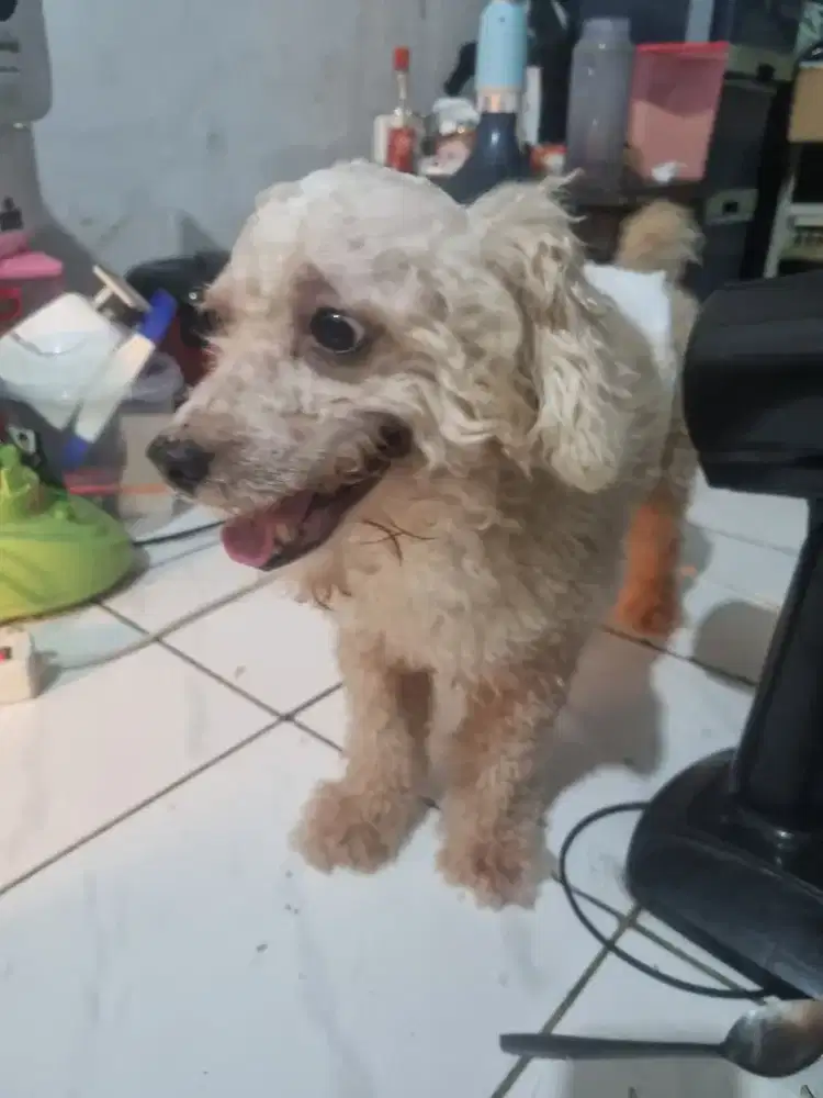 Dicari Wanita single urus anjing kucing