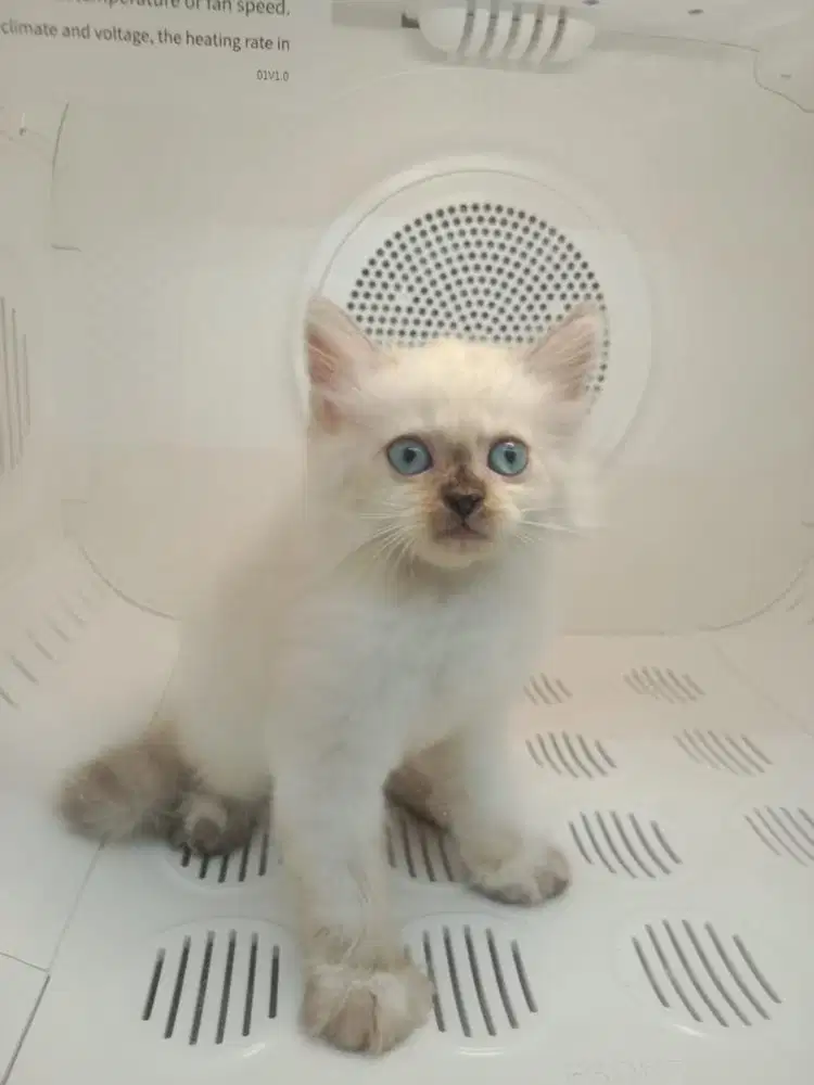Memandikan Kucing