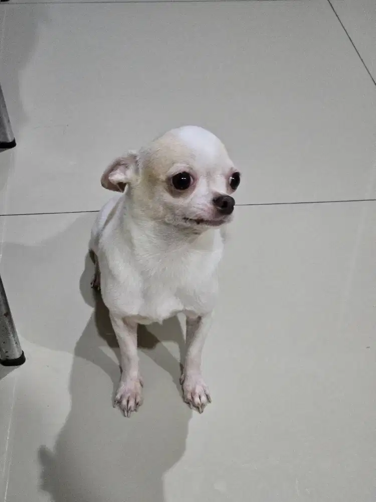 Dibutuhkan ART nginap yg tidak takut anjing