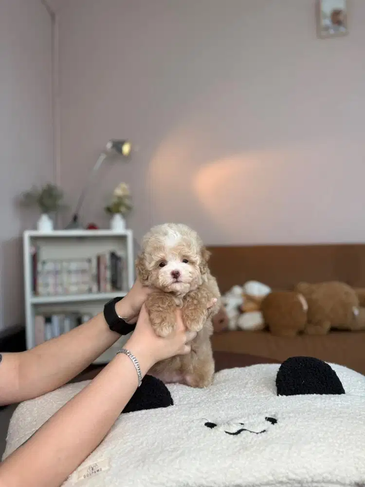 DICARI ART KENNEL BOY/GIRL menginap