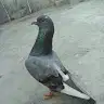 Cihuy