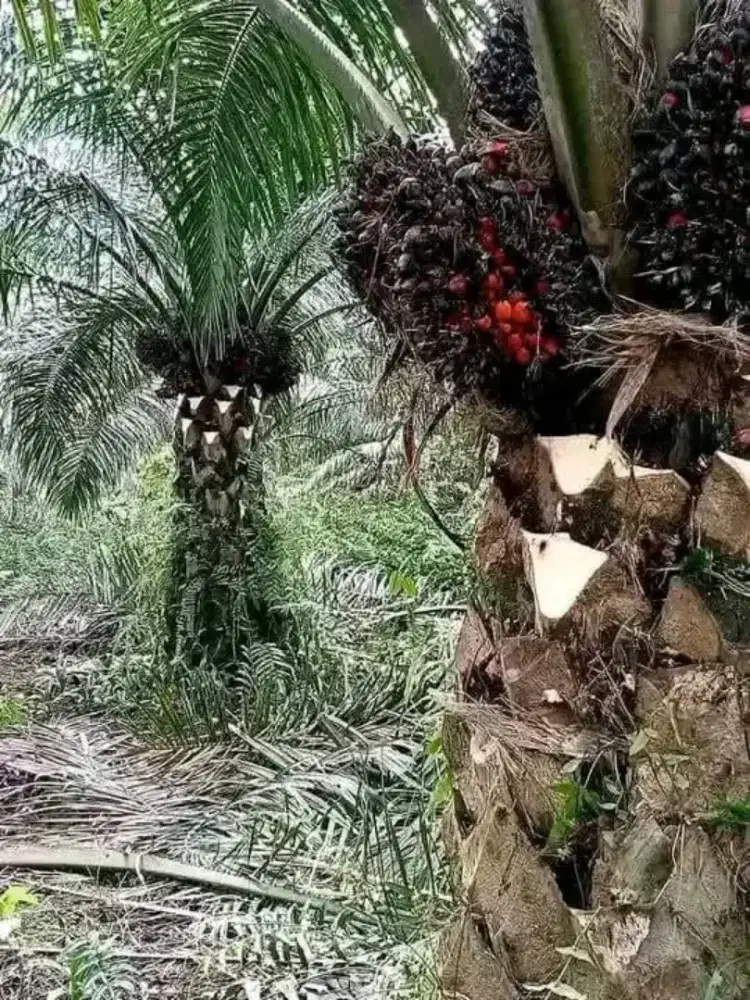 Cari karyawan untuk panen lanjang dan pasutri