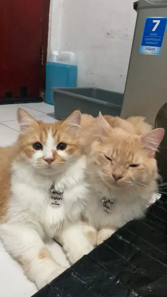 OkeL & Oshiri