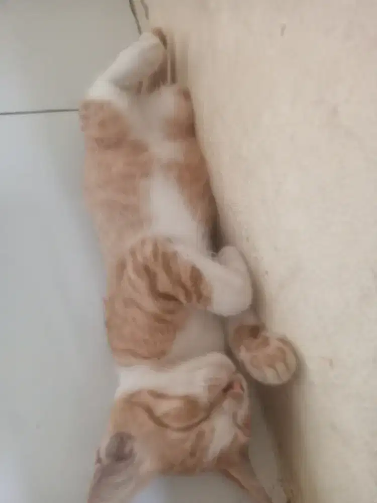 Cari lowongan kerja