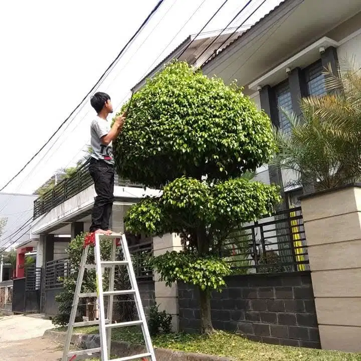 Jasa perawatan taman bandung dan bisa pembuatan taman