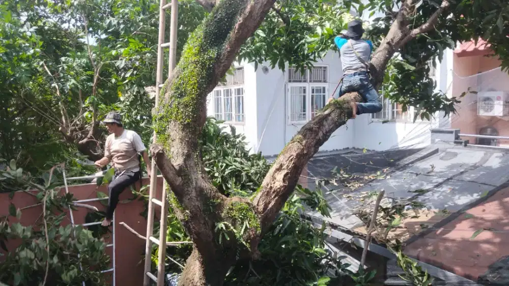 JASA TEBANG DAN PANGKAS POHON TANGERANG SEKITAR