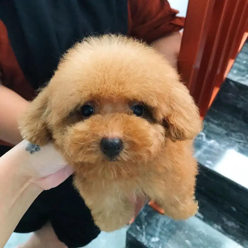 Di cari kennel boy/girl