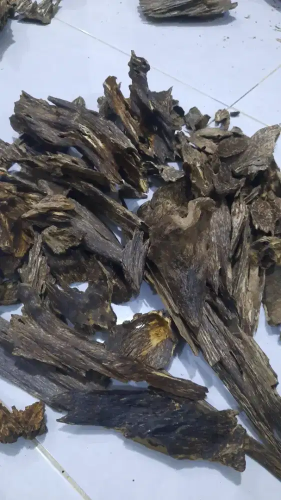 Kayu Gaharu lombok