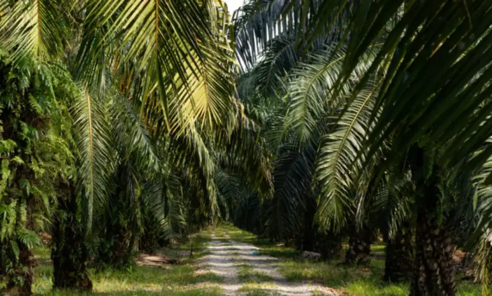 Langsung ker panen kelapa sawit