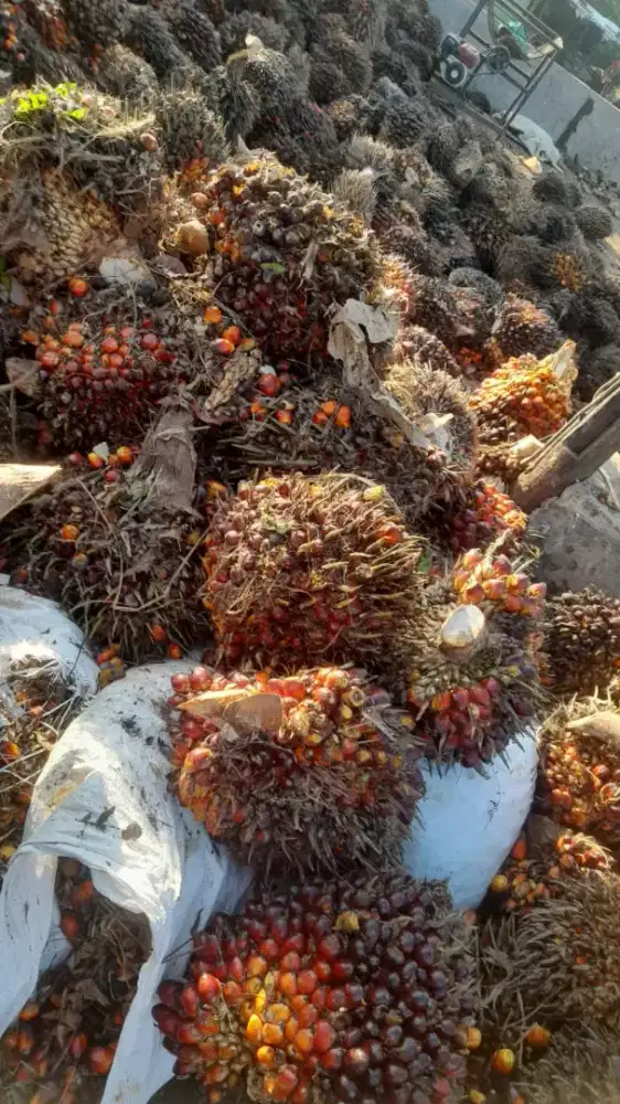 Di cari pemanen dan perawat sawit