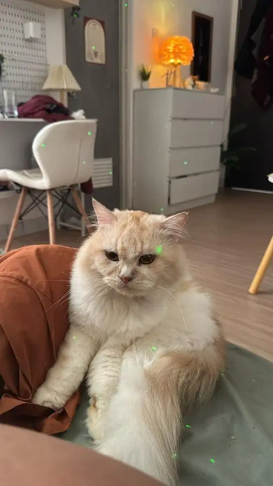 LOWONGAN KERJA ADMIN CONTENT CREATOR KHUSUS KUCING