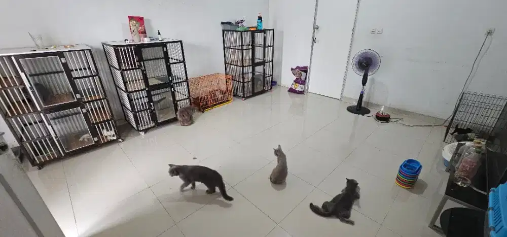 Perawat Kucing Dewasa & Kitten (Cat sitter)