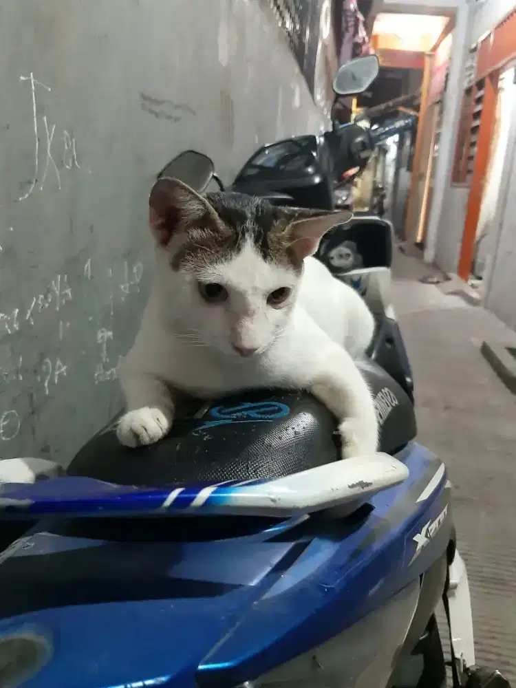 CUPI