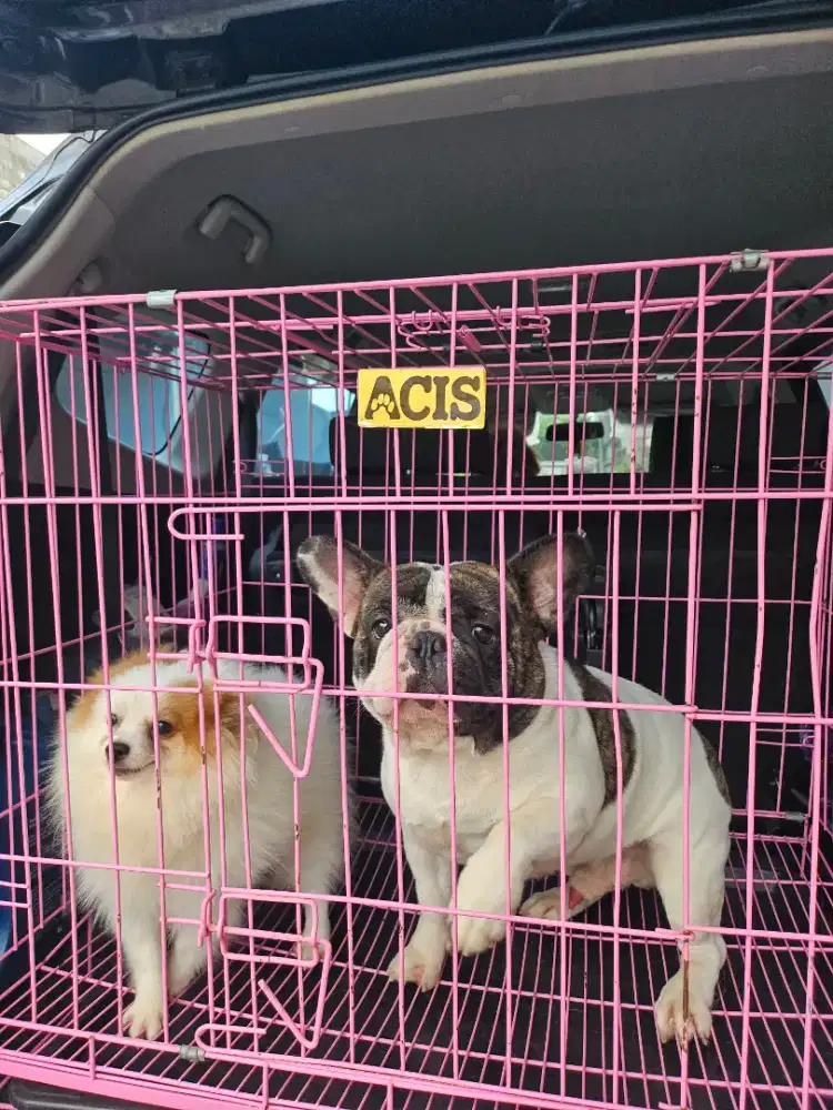 GROOMER / KENNEL BOY